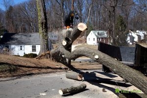 Tree Damage Removal